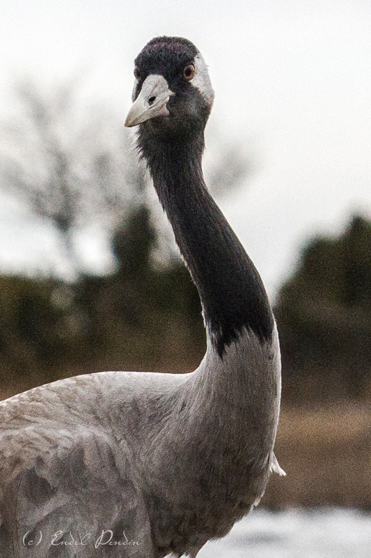 2016-04-21 3 (Endel Pendin)