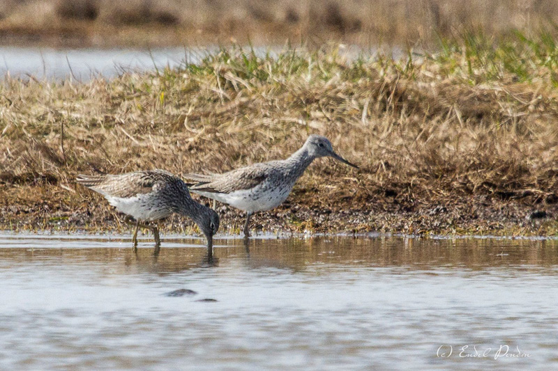 2016-04-21 5 (Endel Pendin)