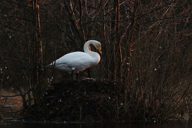 2016-04-28 1V (Triin Kaasiku)