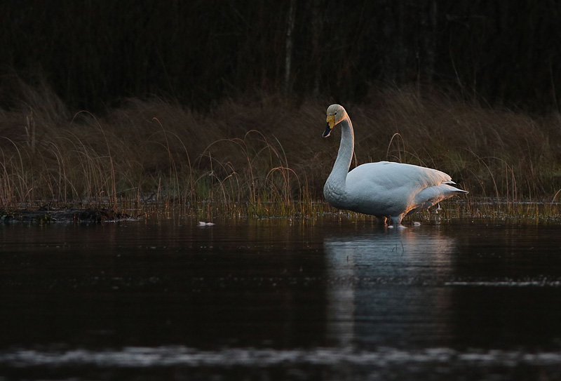 2016-04-28 2V (Triin Kaasiku)
