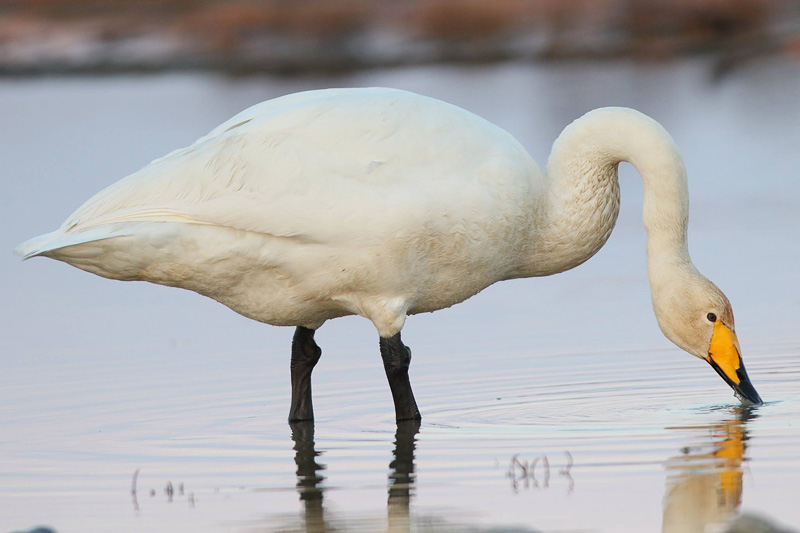 2016-04-30 1V (Triin Kaasiku)