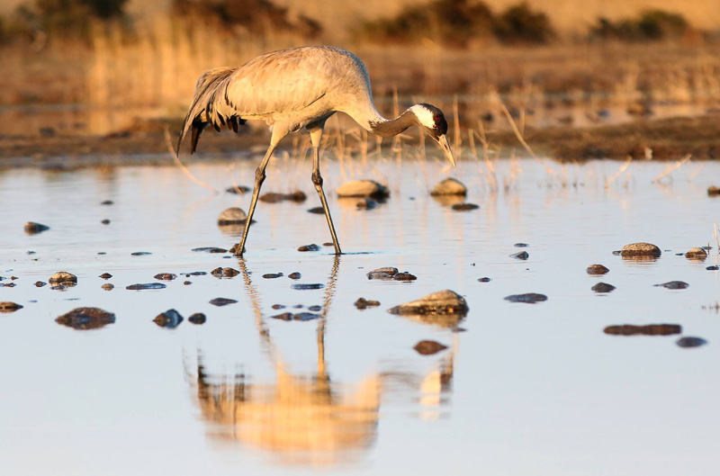 2016-04-30 2V (Triin Kaasiku)