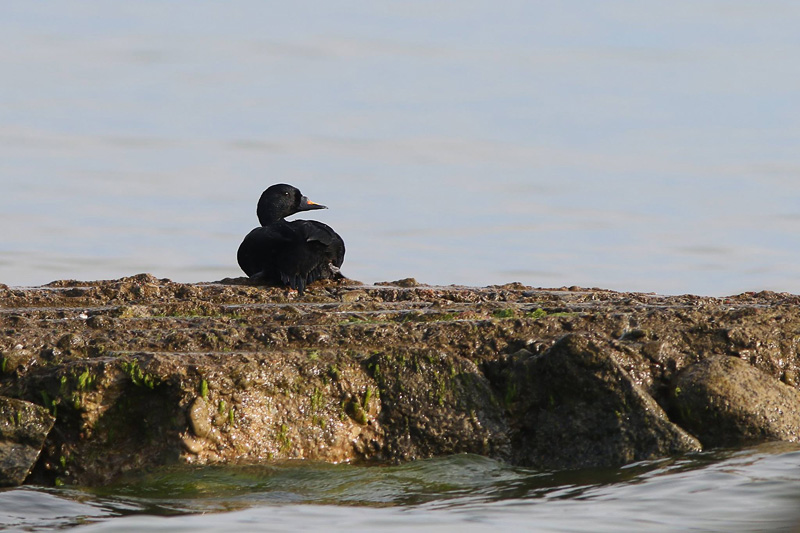 2016-04-30 4V (Triin Kaasiku)