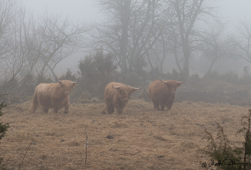 20160326-20160326-Mre 6385