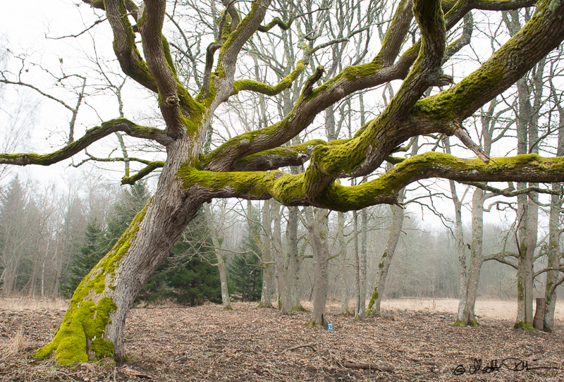 20160326-20160326-Mre 6412