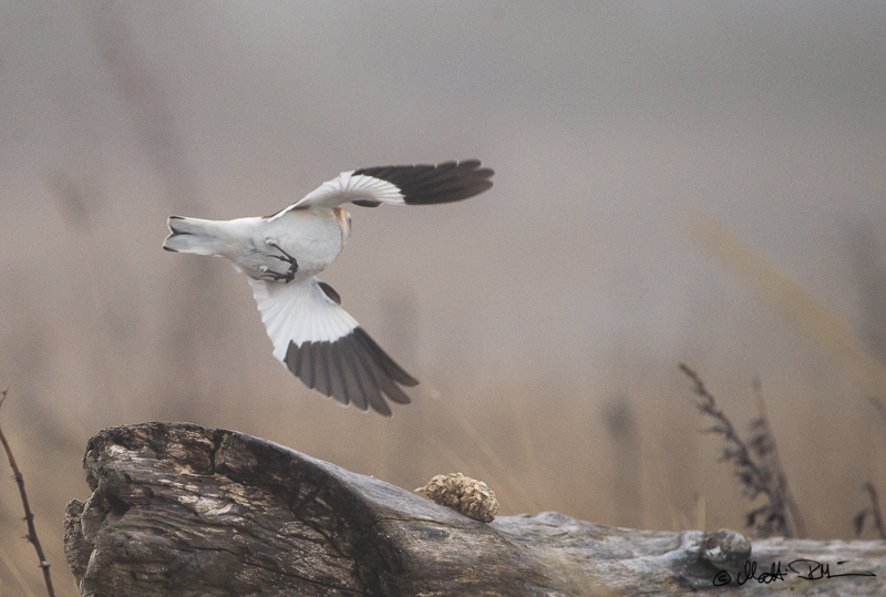 20160326-20160326- Mre4077