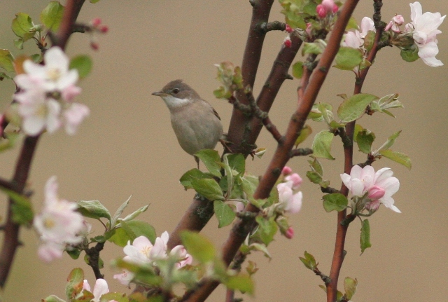 30 May Pre Breakfast 027