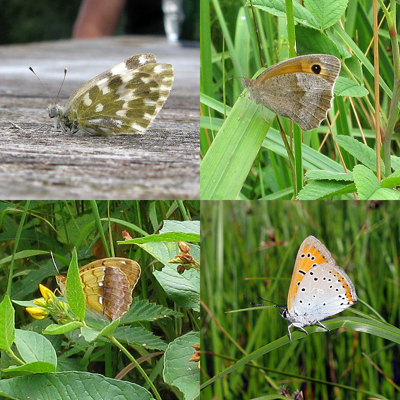 4-Paivaperhosta-Ronskilta-2