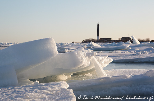 Ahtojaat C Tomi Muukkonen