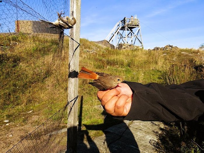 Bunkkeriverkon Leppalintu