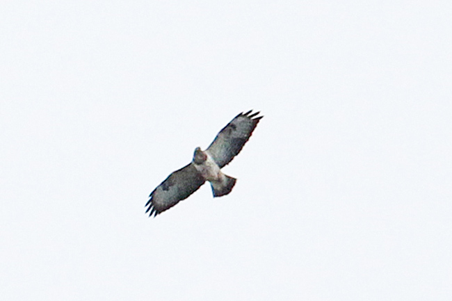 Buteo