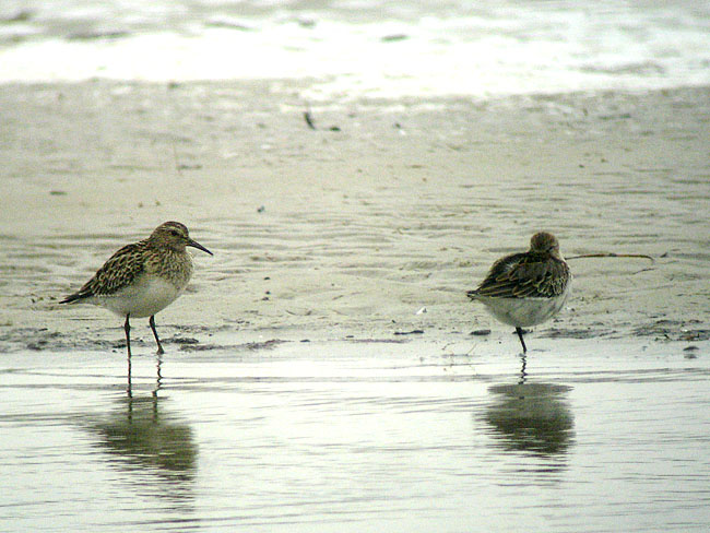 Cmel 1Kv 14092006 Sc Net