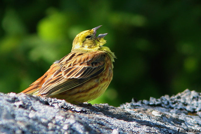 Embcit-Slj-29.5.08Spk