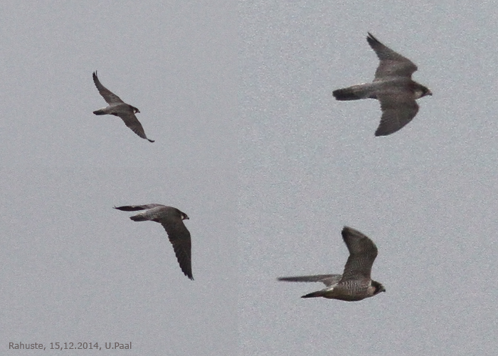 Falper-Rahuste-15.12.2014-0