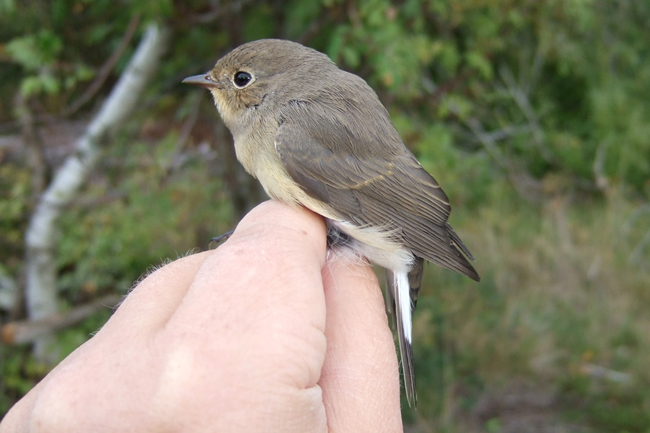 Fpar110917Ronskipap2