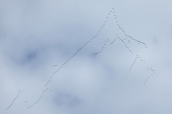 Ggru110917Ronskipap2