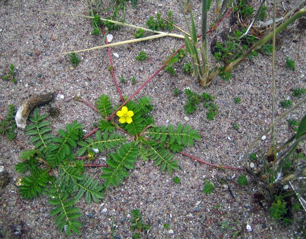 Hanhikki Ja Hanhen Kakki