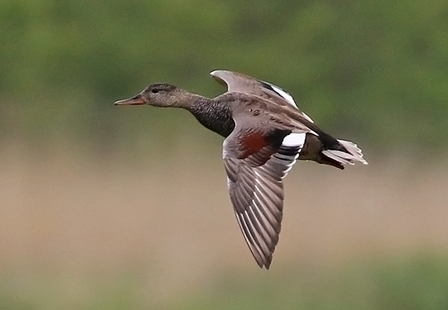 Harmaasorsa150611-01