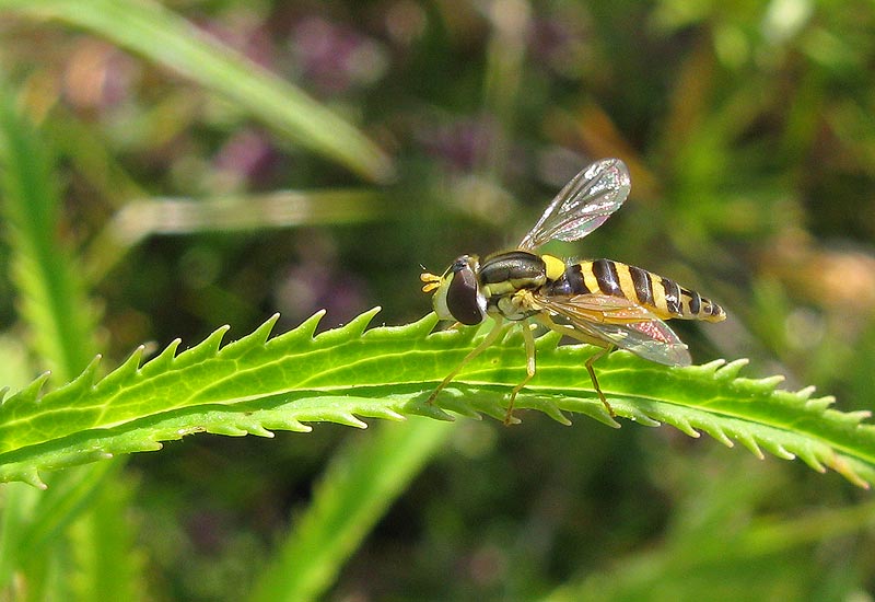 Hoikkakirvari-Sp-090711