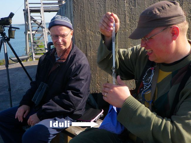 Idulia Punnitaan Varsinainen Kuva