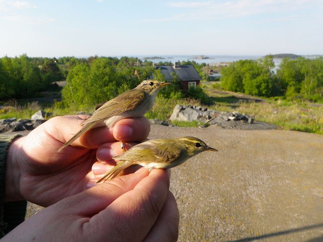 Iduli Ja Pajulintu Varsinainen Kuva