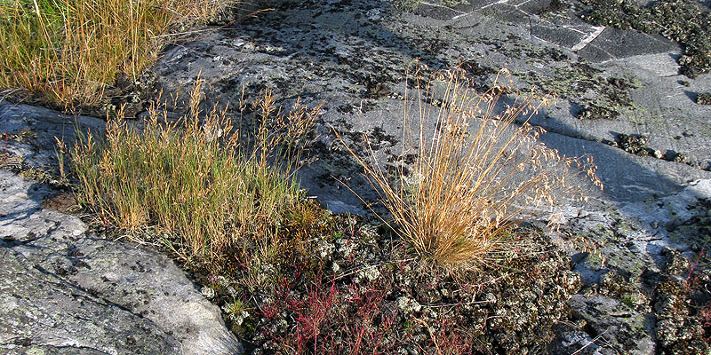 Jaykkarolli-Ja-Metsalauha