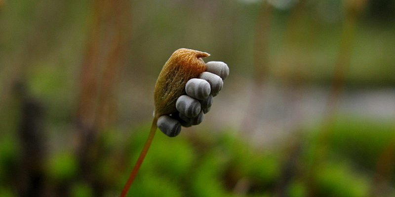 Karhunsammal Ja Munia 800 X 400