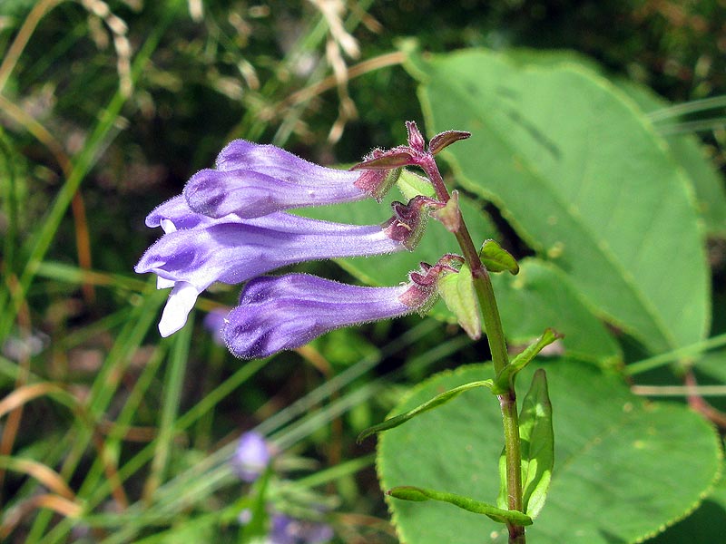 Keihasvuohennokka-100711