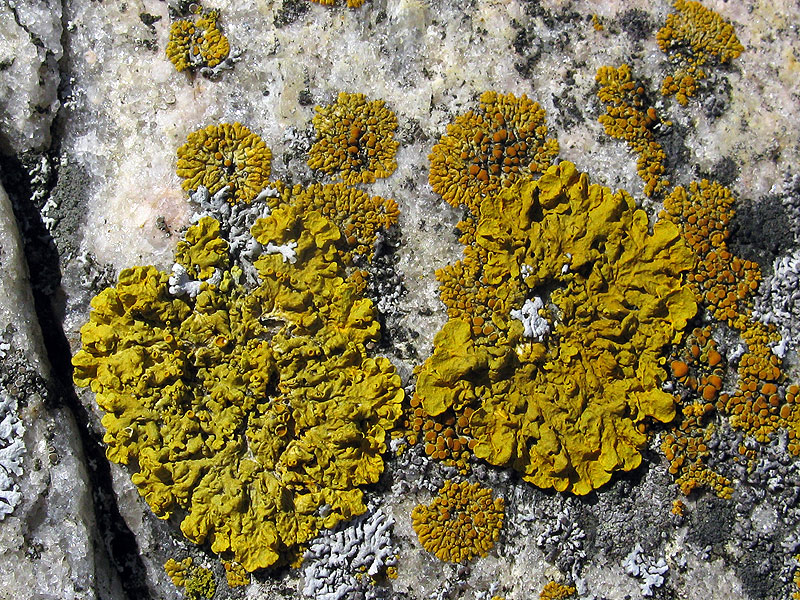 Kelta-Ja-Kultajakala