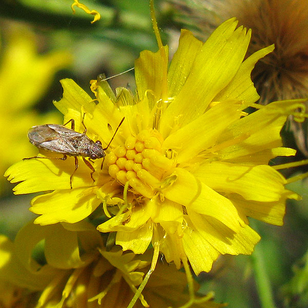 Ketokirkilude-Sarjakeltanolla