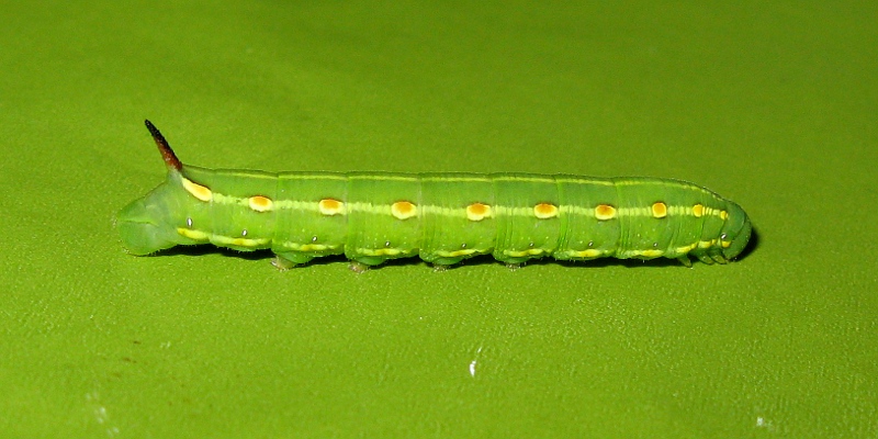 Kiitajan Toukka 220811 Ronski