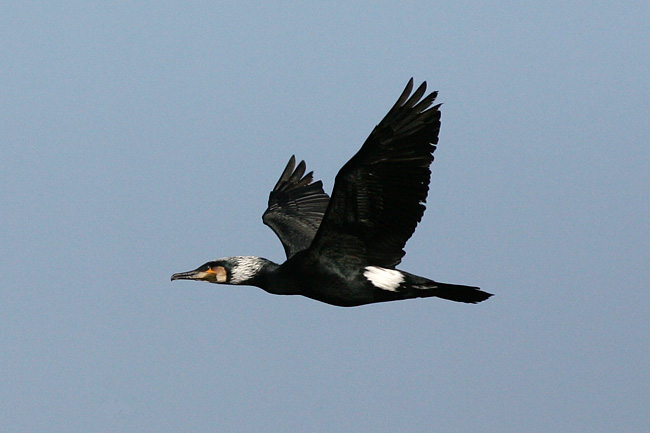 Kormoran