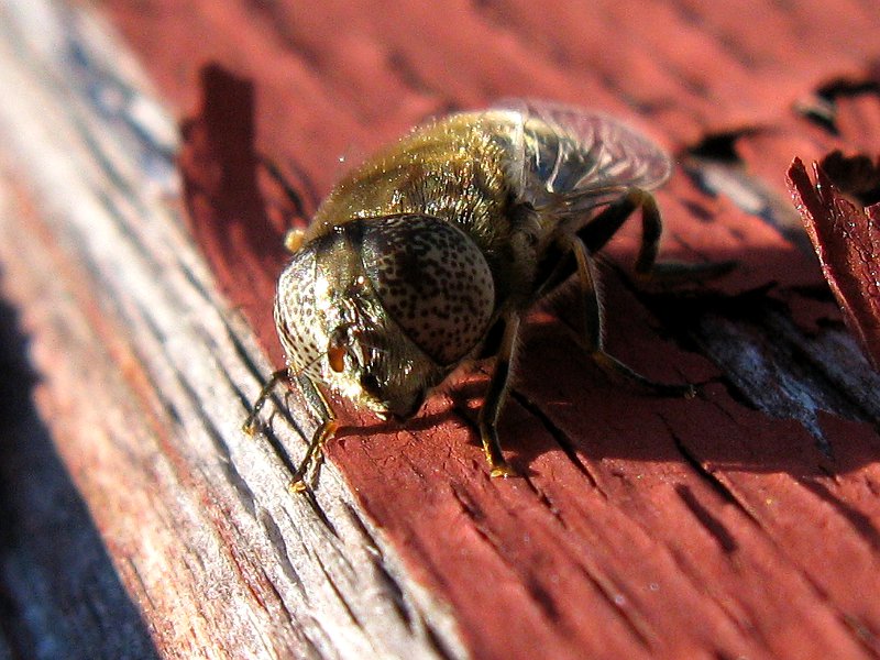 Kukkakarpanen Pistesilma