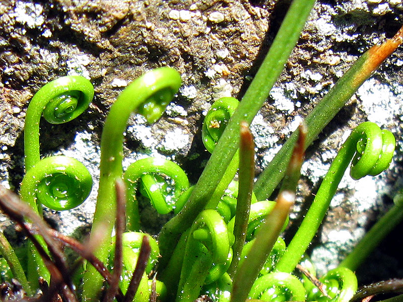 Liuskaraunioinen-2304