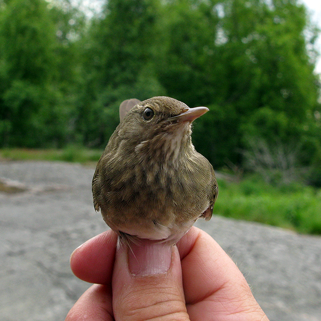 Locflu Ronski 100611