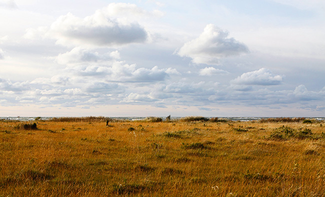 Looden Kultainen Niitty 3009