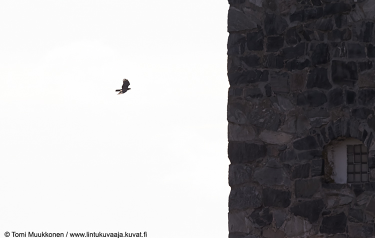 Mehilaishaukka1359Ctomimuukkonen