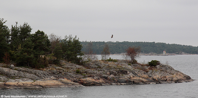 Merikotka1520Ctomimuukkonen
