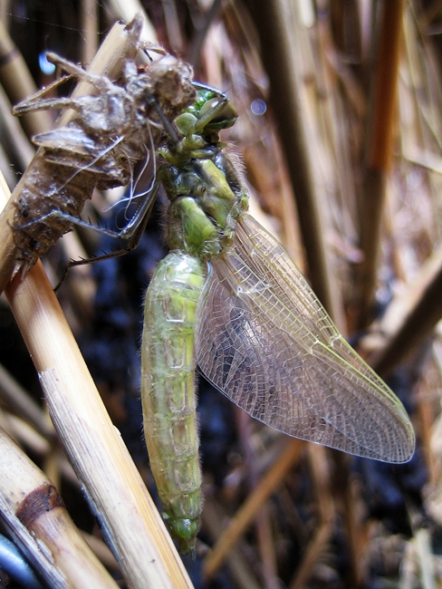 Merisinikorento Kuoriutuu