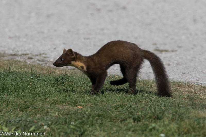 Naata Estonia 20150823 1-2