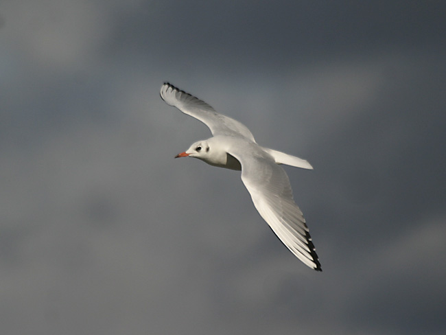Naurulokki Ja Syysvalo
