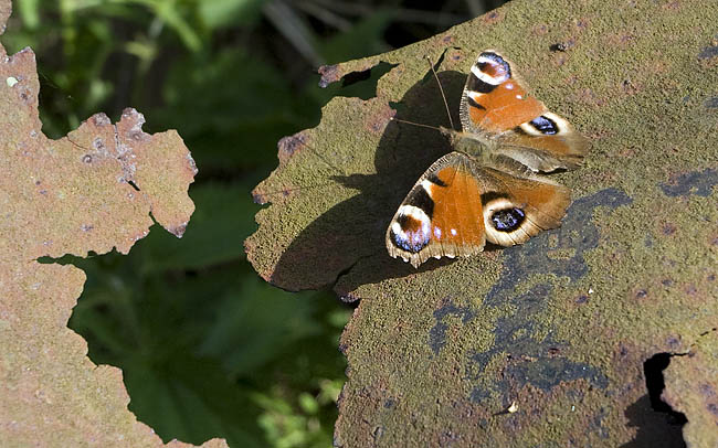 Neitoperhonen080602-02