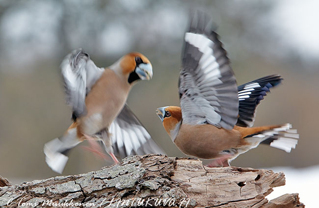 Nokkavarpunen C Tomi Muukkonen