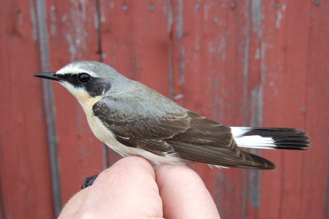 Oenoen110422Ronskipap1