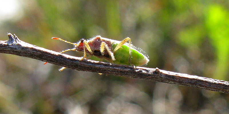 Paarreruskolude-800X400