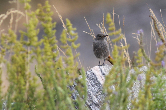 Phooch100807Ronskipap1Pk