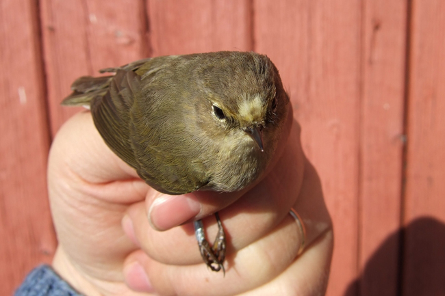 Phycol110423Ronskipap3