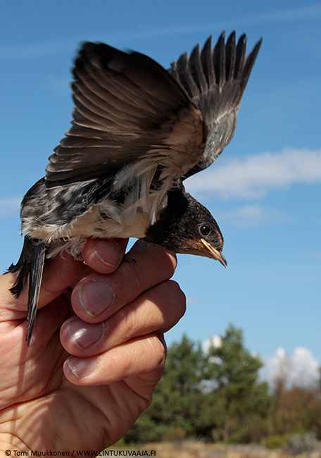 Pikkainen1388Ctomimuukkonen
