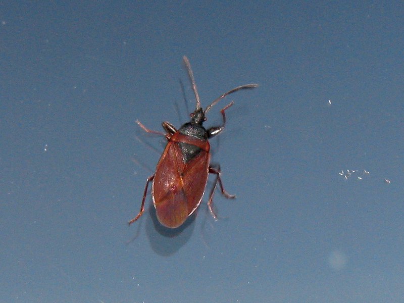 Ruostekapylude 800X600