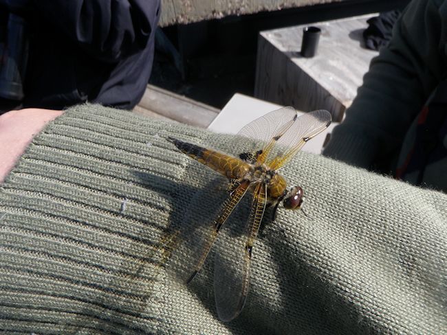 Ruskohukankorento Varsinainen Kuva